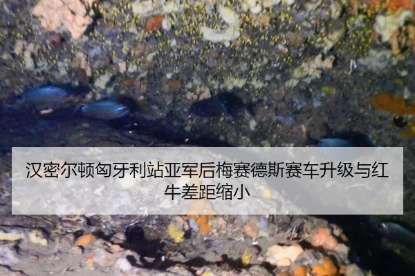 han-mi-er-dun-xiong-ya-li-zhan-ya-jun-hou-mei-sai-de-si-sai-che-sheng-ji-yu-hong-niu-cha-ju-suo-xiao-3-113.jpg